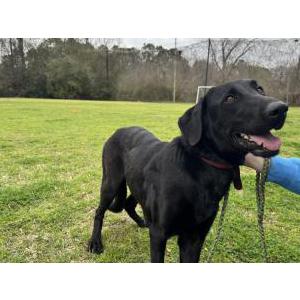 Image of Unknown, Found Dog