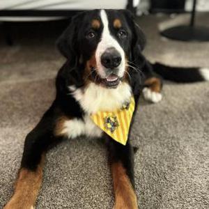 Image of Sawyer, Lost Dog