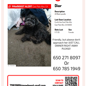 Lost Dog Dior