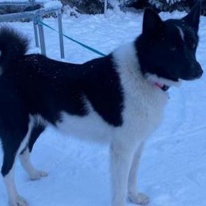 Lost Dog Kuma