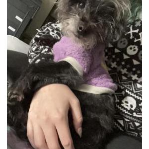 Image of Wednesday, Lost Dog