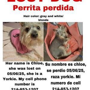 Lost Dog Chloe