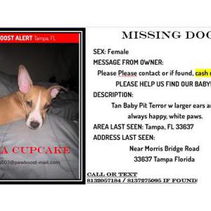 Image of Nala, Lost Dog