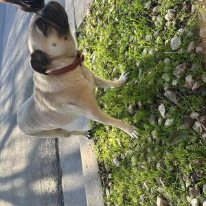 Found Dog Unknown