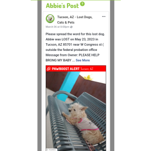 Lost Dog Abbie or Abigail