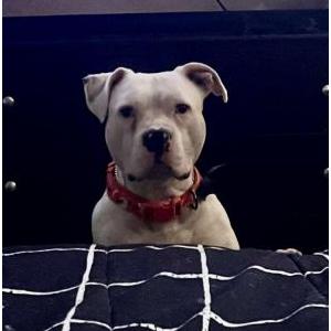 Lost Dog Kane