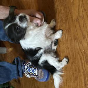 Image of Unknown, Found Dog