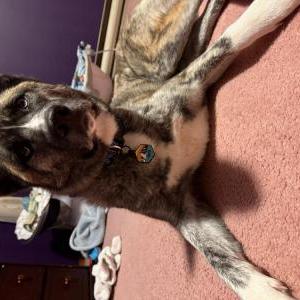 Image of Mabel, Lost Dog