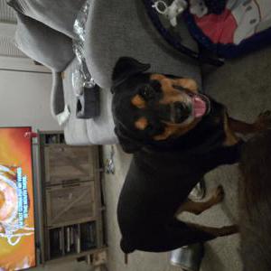 Image of Debok, Lost Dog