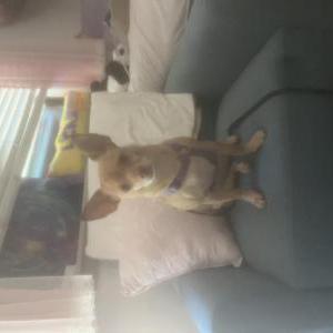 Lost Dog Daphney