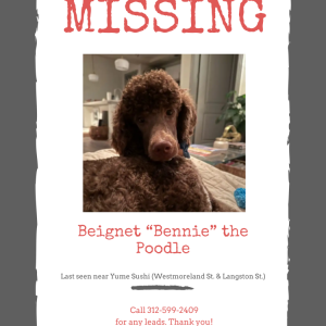Image of Bennie, Lost Dog