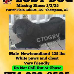 Lost Dog Tucker