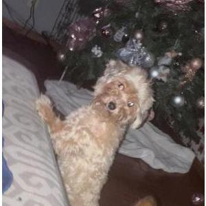 Image of Princess, Lost Dog