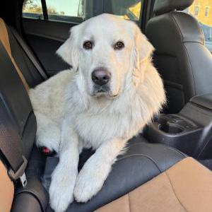 Image of Unknown, Found Dog