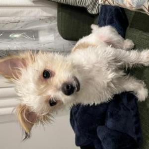 Image of Milo, Lost Dog