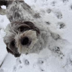 Image of Coco, Lost Dog