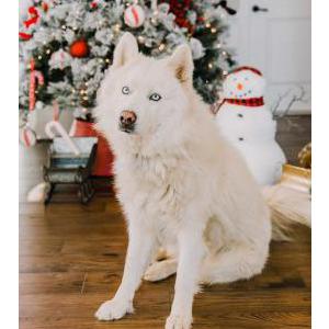 Image of Thunder, Lost Dog