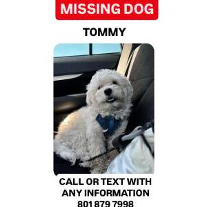 Lost Dog Tommy