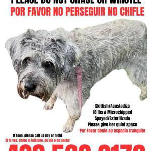 Lost Dog Lily