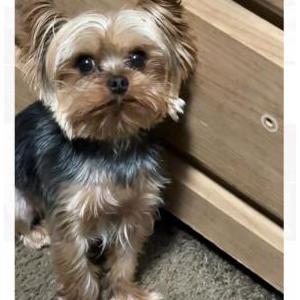 Lost Dog Dior