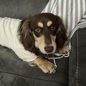 Lost Dog Mr. Clooney