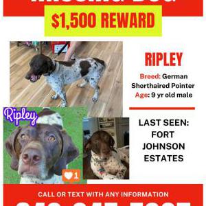 Lost Dog Ripley