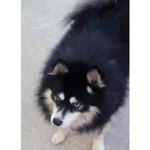Found Dog Unknown