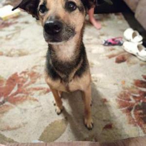 Image of Mishka, Lost Dog