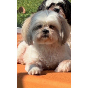 Image of Sweetie, Lost Dog