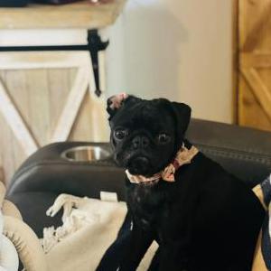 Image of Merlina, Lost Dog