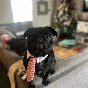 Image of Muffin, Lost Dog