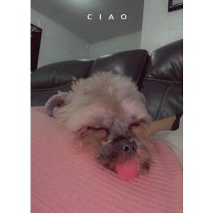 2nd Image of Lia, Lost Dog