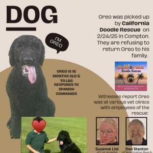Lost Dog Oreo