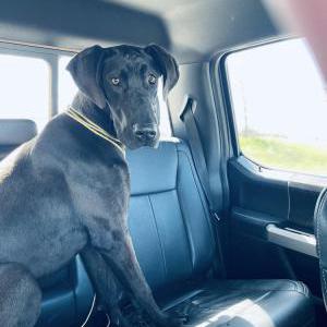 Found Dog Unkn black Dane mix
