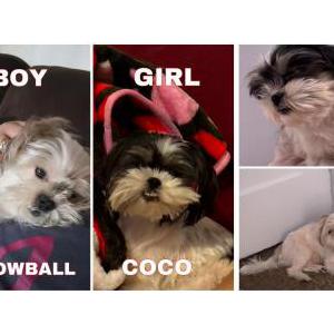 Lost Dog coco and snowball