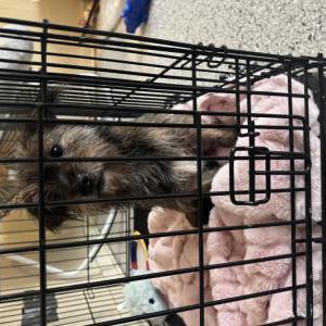 Image of Unknown, Found Dog