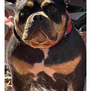 Image of Chapo, Lost Dog