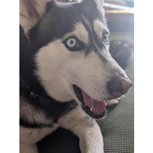 Image of Unknown, Found Dog
