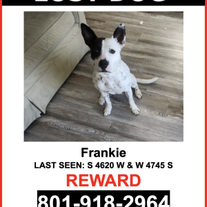 Lost Dog Frankie