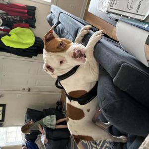 Lost Dog Copper