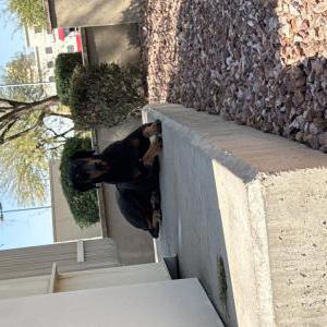 Found Dog unknown