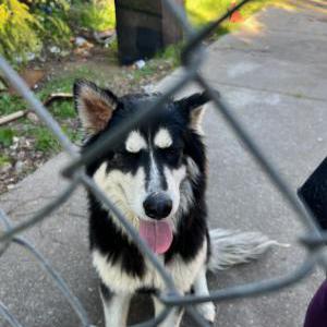 Image of unknown, Found Dog