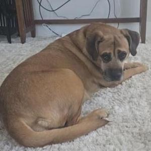 Image of Laylee, Lost Dog