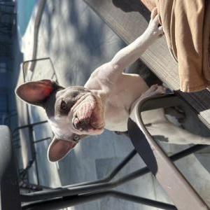 2nd Image of Chloe Hilton delahoz, Lost Dog