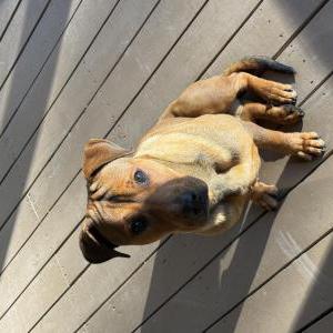 Image of Unknown, Found Dog