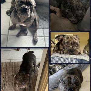 Lost Dog Christabel Cox