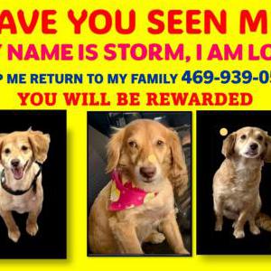 Lost Dog Storm