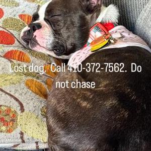 Lost Dog Addie