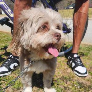 Image of unknown, Found Dog