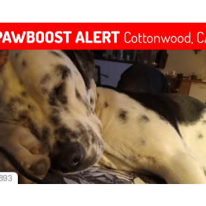 Image of BELLA, Lost Dog